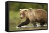 Brown Bear, Katmai National Park, Alaska-null-Framed Stretched Canvas