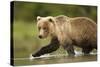 Brown Bear, Katmai National Park, Alaska-null-Stretched Canvas