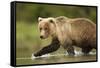 Brown Bear, Katmai National Park, Alaska-null-Framed Stretched Canvas