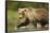 Brown Bear, Katmai National Park, Alaska-null-Framed Stretched Canvas