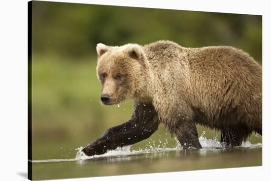 Brown Bear, Katmai National Park, Alaska-null-Stretched Canvas