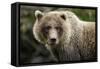 Brown Bear, Katmai National Park, Alaska-null-Framed Stretched Canvas