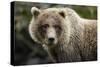 Brown Bear, Katmai National Park, Alaska-null-Stretched Canvas