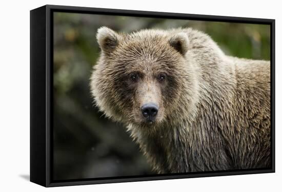 Brown Bear, Katmai National Park, Alaska-null-Framed Stretched Canvas