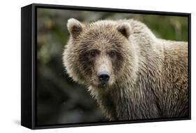 Brown Bear, Katmai National Park, Alaska-null-Framed Stretched Canvas