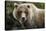 Brown Bear, Katmai National Park, Alaska-null-Stretched Canvas