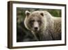 Brown Bear, Katmai National Park, Alaska-null-Framed Premium Photographic Print