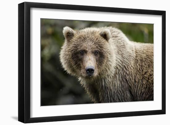 Brown Bear, Katmai National Park, Alaska-null-Framed Premium Photographic Print