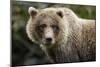 Brown Bear, Katmai National Park, Alaska-null-Mounted Premium Photographic Print