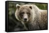 Brown Bear, Katmai National Park, Alaska-null-Framed Stretched Canvas