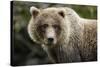 Brown Bear, Katmai National Park, Alaska-null-Stretched Canvas