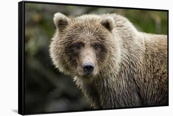 Brown Bear, Katmai National Park, Alaska-null-Framed Stretched Canvas