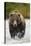 Brown Bear, Katmai National Park, Alaska-null-Stretched Canvas