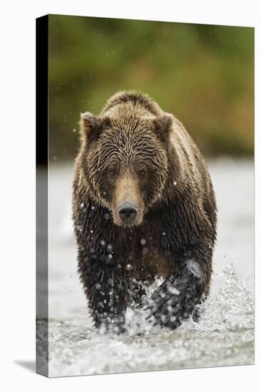 Brown Bear, Katmai National Park, Alaska-null-Stretched Canvas