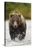 Brown Bear, Katmai National Park, Alaska-null-Stretched Canvas