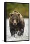 Brown Bear, Katmai National Park, Alaska-null-Framed Stretched Canvas