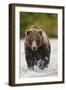 Brown Bear, Katmai National Park, Alaska-null-Framed Premium Photographic Print