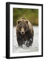 Brown Bear, Katmai National Park, Alaska-null-Framed Premium Photographic Print