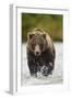 Brown Bear, Katmai National Park, Alaska-null-Framed Premium Photographic Print