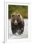 Brown Bear, Katmai National Park, Alaska-null-Framed Premium Photographic Print