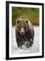 Brown Bear, Katmai National Park, Alaska-null-Framed Premium Photographic Print