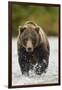 Brown Bear, Katmai National Park, Alaska-null-Framed Premium Photographic Print