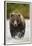 Brown Bear, Katmai National Park, Alaska-null-Framed Premium Photographic Print