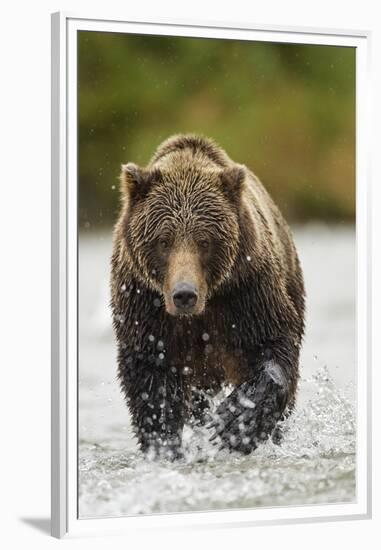 Brown Bear, Katmai National Park, Alaska-null-Framed Premium Photographic Print