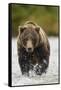 Brown Bear, Katmai National Park, Alaska-null-Framed Stretched Canvas