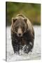 Brown Bear, Katmai National Park, Alaska-null-Stretched Canvas