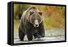 Brown Bear, Katmai National Park, Alaska-null-Framed Stretched Canvas