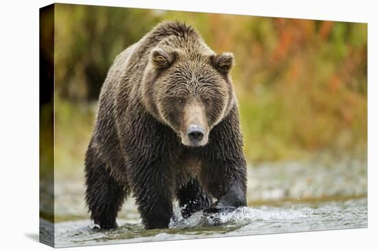 Brown Bear, Katmai National Park, Alaska-null-Stretched Canvas