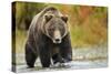 Brown Bear, Katmai National Park, Alaska-null-Stretched Canvas