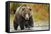 Brown Bear, Katmai National Park, Alaska-null-Framed Stretched Canvas