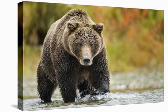 Brown Bear, Katmai National Park, Alaska-null-Stretched Canvas