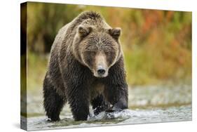 Brown Bear, Katmai National Park, Alaska-null-Stretched Canvas