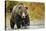 Brown Bear, Katmai National Park, Alaska-null-Stretched Canvas