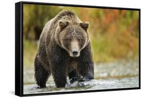 Brown Bear, Katmai National Park, Alaska-null-Framed Stretched Canvas