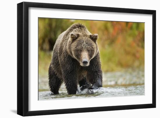 Brown Bear, Katmai National Park, Alaska-null-Framed Premium Photographic Print