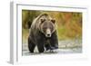 Brown Bear, Katmai National Park, Alaska-null-Framed Premium Photographic Print