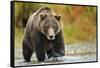 Brown Bear, Katmai National Park, Alaska-null-Framed Stretched Canvas