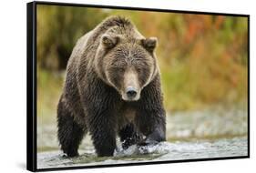 Brown Bear, Katmai National Park, Alaska-null-Framed Stretched Canvas