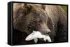 Brown Bear, Katmai National Park, Alaska-null-Framed Stretched Canvas