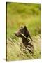 Brown Bear, Katmai National Park, Alaska-null-Stretched Canvas