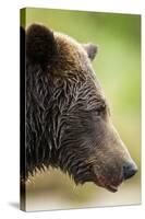 Brown Bear, Katmai National Park, Alaska-null-Stretched Canvas