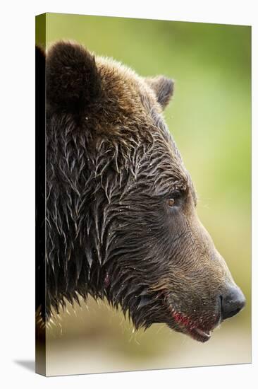 Brown Bear, Katmai National Park, Alaska-null-Stretched Canvas