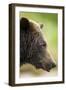 Brown Bear, Katmai National Park, Alaska-null-Framed Premium Photographic Print