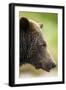 Brown Bear, Katmai National Park, Alaska-null-Framed Premium Photographic Print