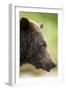 Brown Bear, Katmai National Park, Alaska-null-Framed Premium Photographic Print