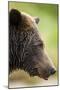 Brown Bear, Katmai National Park, Alaska-null-Mounted Premium Photographic Print